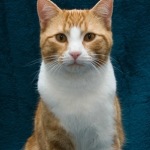 2015_Project Purr BR