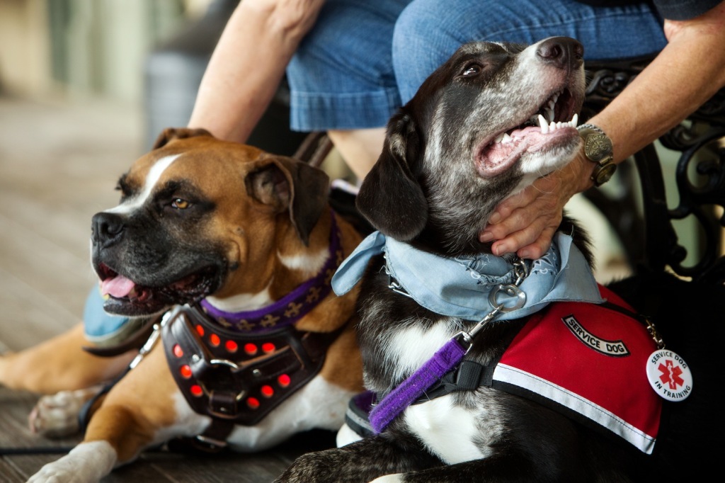 While Zumeaux (right) completes his training, Bonvillain also relies on help from her pulled-from-retirement service dog, a boxer named Puddin’.  Photo by Collin Richie.