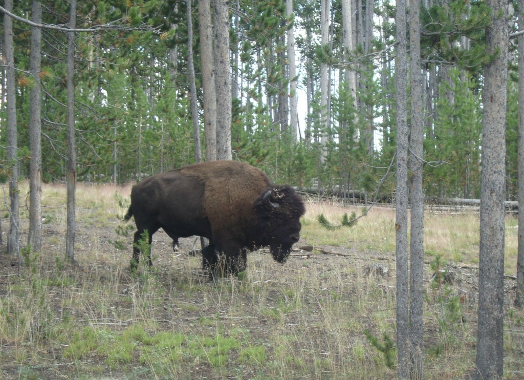Bison spotting