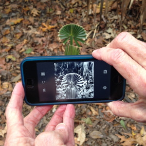 Dede Lusk takes her iPhone into nature and uses apps to manipulate the shots.