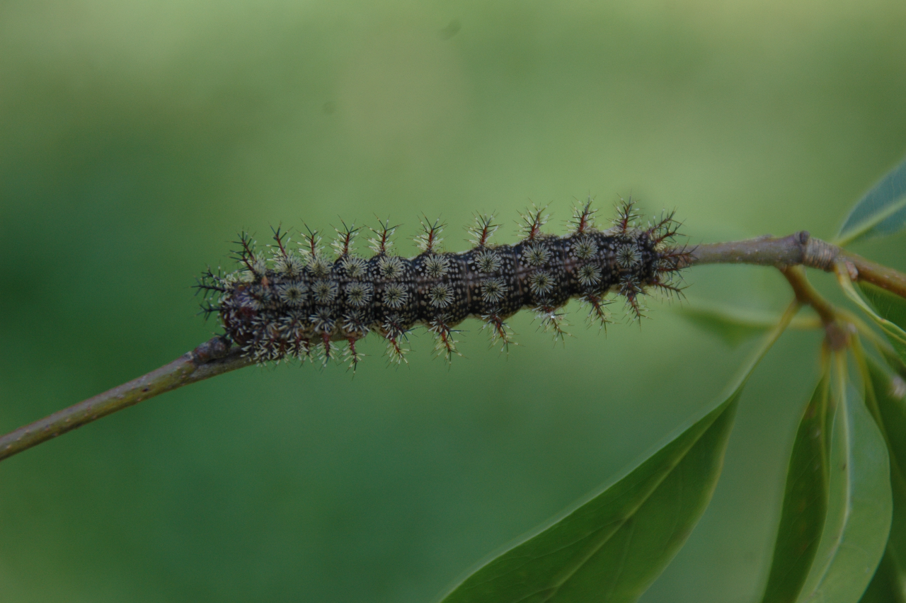 unleashed-get-ready-for-the-return-of-stinging-caterpillars-225