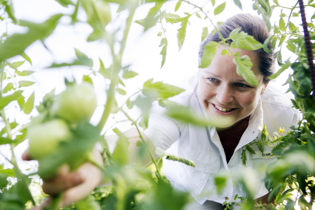 Kathryn “Kiki” Fontenot of the LSU AgCenter inspects tomatoes growing at the research farm at Burden.