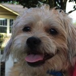 Unleashed - Coco Bean