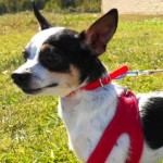 Unleashed - Reginald