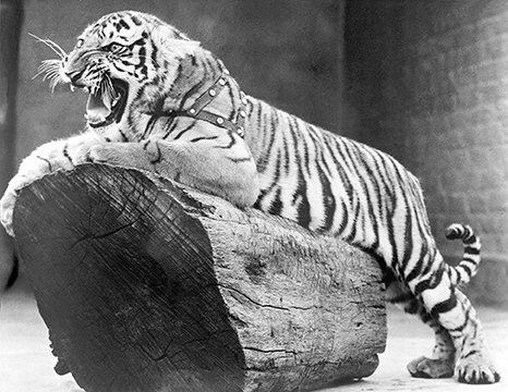 MIKE THE TIGER HISTORY STORY IN 225 MAGAZINE