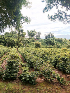 Doka Estate coffee plantation